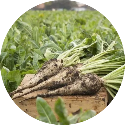 Chicory Root Inulin (Cichorium intybus)